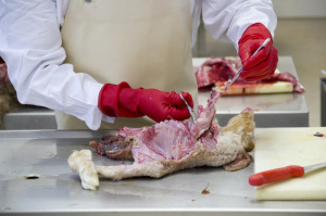 Ursachenforschung: Ein durch das Schmallenberg-Virus missgebildetes Lamm wird in der Tierseuchendiagnostik des LUA seziert. (Foto: LUA RLP)