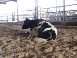 Festliegende Kuh – xxxx Rinder erkrankten in Großbritannien an BSE.