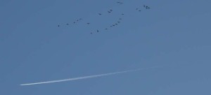 h5n8 wildvögel