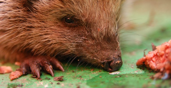 Igel in der Wohnung sind ein ein Kündigungsgrund.