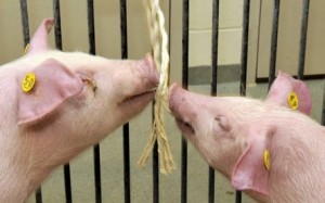 Kaustrick-Methode: Die natürliche Neugier der Schweine sorgt für die Speichelproben.
