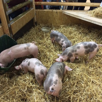 Schweineidylle in der Biohalle der Grünen Woche 2015.