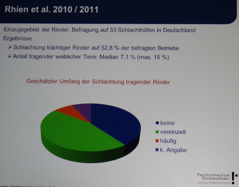 Einen hohen Anteil trächtiger Rinder auf 53 Schlachthöfen ermittelte eine Studie 2011 – und löste damit eine politische Debatte aus.