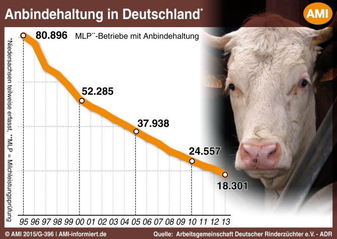 Die Zahl der Anbindehaltungen sinkt stetig – vor allem durch Aufgabe der beteiligten Betriebe.