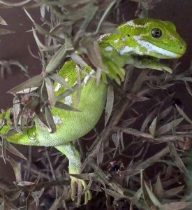 Extrem selten: Dieser geschmuggelte Grüngecko wurde über eine Wisenschaftsdatenbank identifiziert und zurück nach Neuseeland gebracht. (Foto: © Dr. Thomas Ziegler/Zoo Köln)