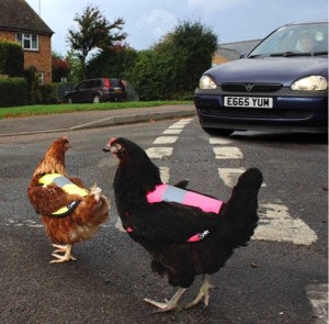 Immer mehr Hühner entwichen aus Freilandhaltungen und gefährden den Straßenverkehr. Deshalb verlangt die EU eine Kennzeichnungspflicht. (Foto: ©omletshop.de)