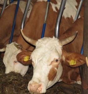 Milchkühe in Anbindehaltung (Halsrahmen) (Foto:©WiSiTiA/aw)