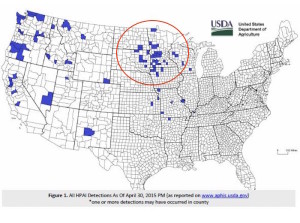 Welche Bundesstaaten sind betroffen: Verteilung der hochpathogenen H5-Geflügelpestausbrüche in Nutztierhaltungen in den USA.