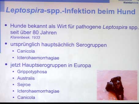 Die aktuellen Hauptserovare der Leptospirose in Europa. (© Vortrag K. Hartmann / LMU-München / Bay. Tierärztetage 2015)