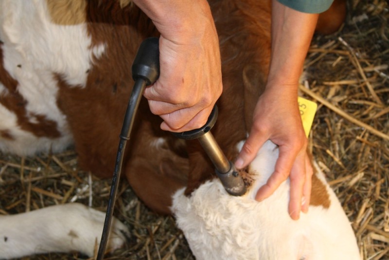Enthornung Kalb