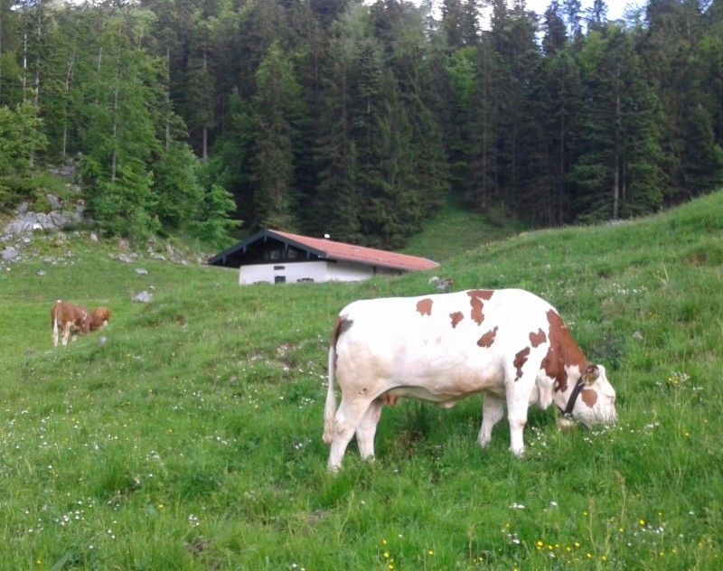 Alm-Idylle oder "Klima-Killer"? – Rinder sollen bis zu 25 Prozent Anteil Austoss des Treibhausgases Methan haben. (Foto ©WiSiTiA/aw)