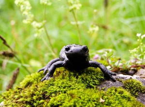 Alpensalamander (Foto: © U. Schulte / Feldherpetologie.de