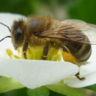 Bienen als Transporteur von Pilzsporen zum Pflanzenschutz.( Foto: © LAVES IB Celle, Dr. Otto Boecking)