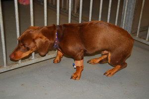 Epilepsie bei Hunden – etwa 50.000 sind in Deutschland betroffen. (Foto: © WISiTiA/hh)