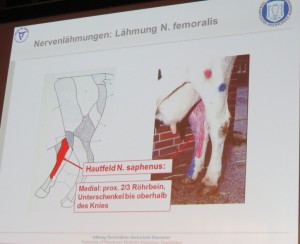Hautfeld des N. saphenus