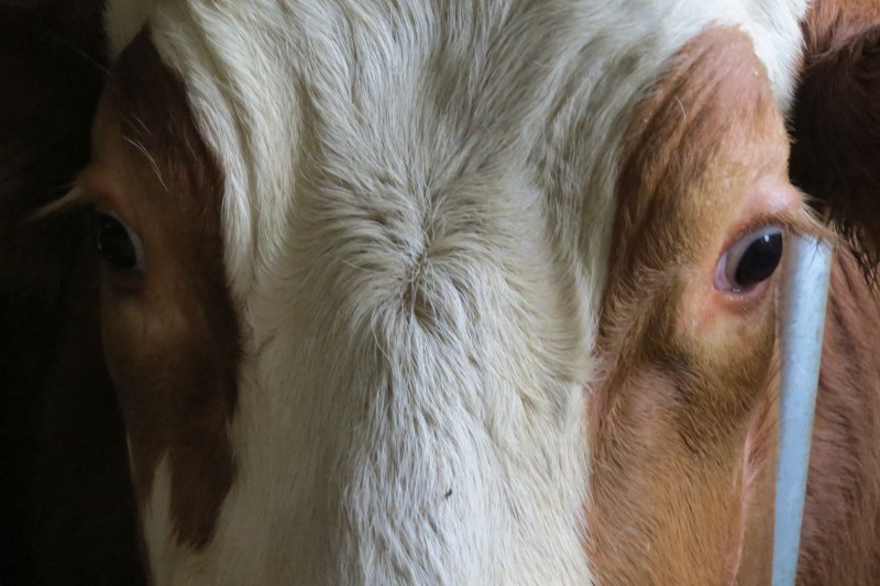 Augen Rind