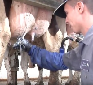 Vormelken – (Foto: ©screenshot aus Video "The 7 Habits of Highly Successful Milking Routines")