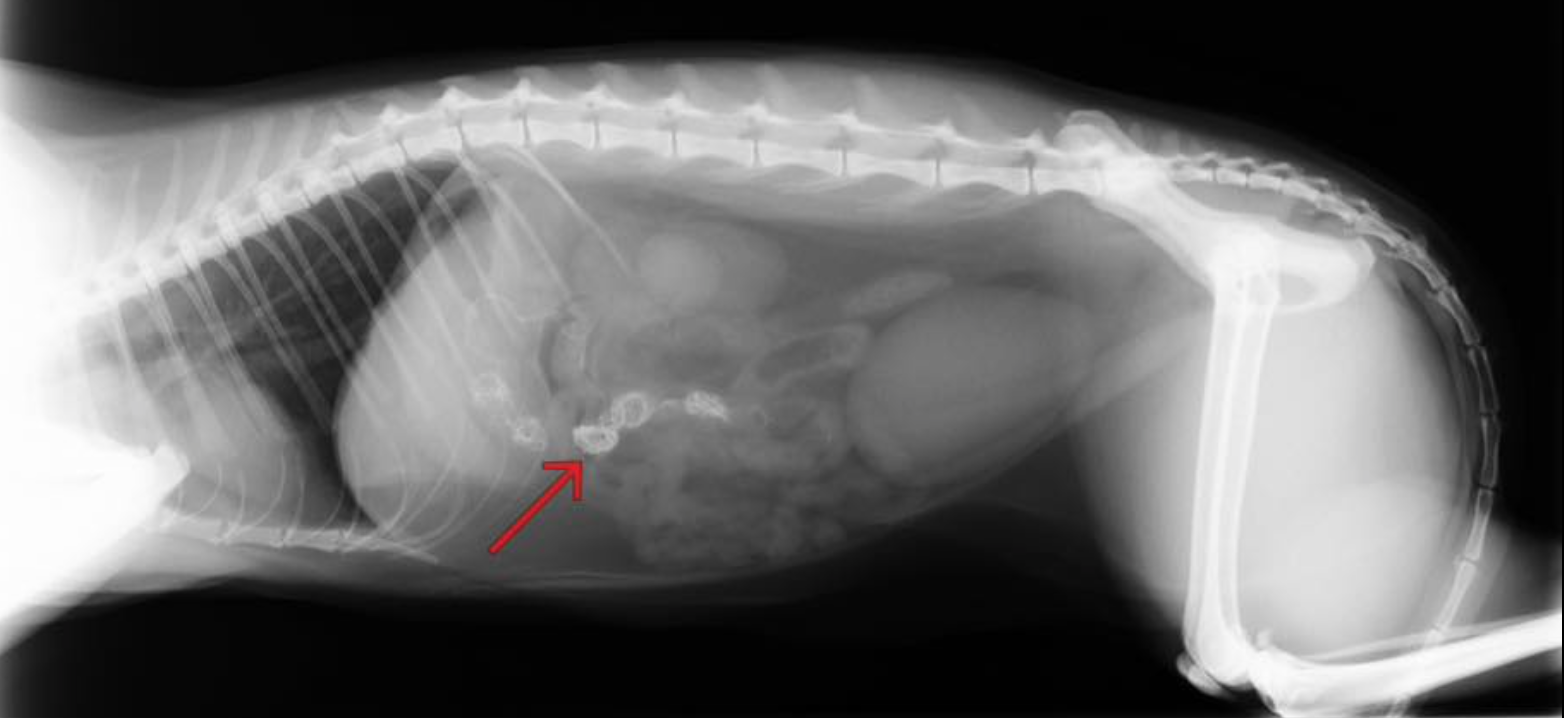 "Wir wissen nicht warum, aber sie stehen absolut darauf." Lametta im Röntgenbild. (Quelle: mit freundlicher Genehmigung der Tierklinik Panitzsch)