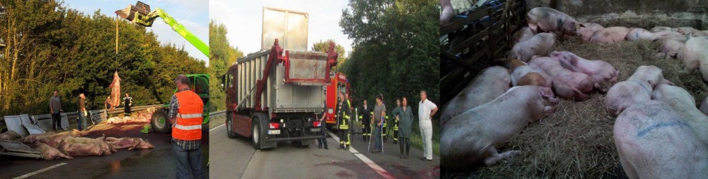 A45 Unfall Schweinetransporter