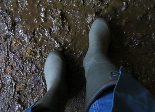 MRSA-Verschleppung vorbeugen: Betriebseigene Stiefel und Kittel sind wichtiger Bestandteil der Hygiene. Gilt besonders für Tierärzte. (Foto: ©WiSiTiA/aw)