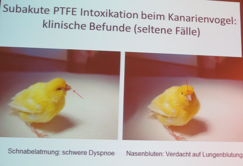Nasenbluten: Teflonvergiftung beim Kanarienvogel. (© Folie Dr. Norbert Kummerfeld, Klinik für Zier- und Wildvögel, TiHo)