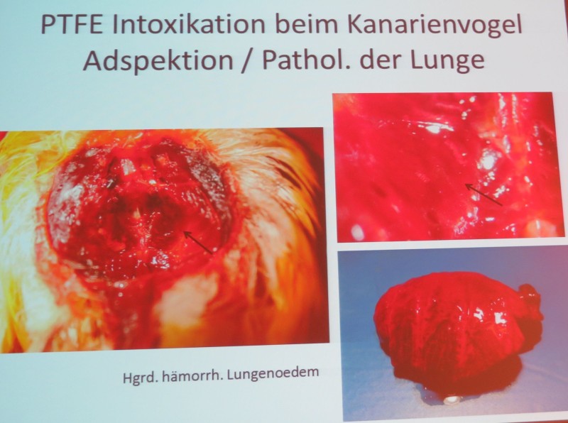 Sehen Tierärzte selten: Pathologische Lungenbefunde eines Kanarienvogels mit Teflonvergiftung. (© Folie Dr. Norbert Kummerfeld, Klinik für Zier- und Wildvögel, TiHo)