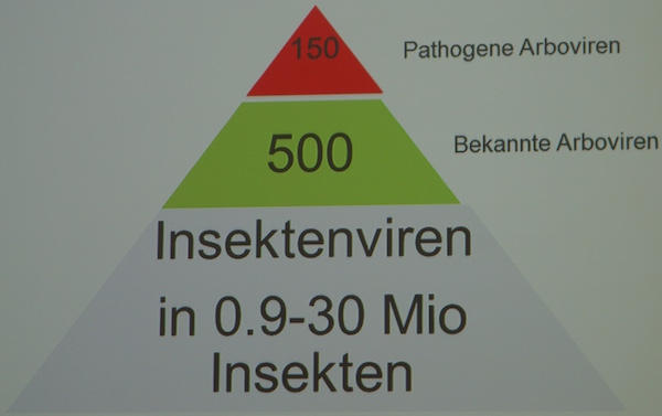 Unerschöpflicher Virenpool – etwa 60 der bekannten pathogenen Arboviren können sich unabhängig von einer Blutmahlzeit in Insekten weiter vermehren und dann erneut auf Wirbeltiere übertragen werden. (Grafik: ©BTK/Moennig)