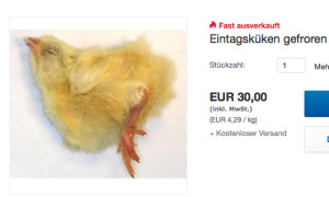 Getötete Eintagsküken - ein teil wird als Tierfutter verwertet. (Foto: screenshot ebay-Angebot)