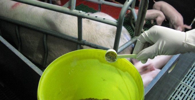Antibiotika einfach ins Futter geben – die Zeiten sind lange vorbei. Der Medikamenteneinsatz wird genau dosiert und kontrolliert. (Foto: © WiSiTiA/hh)