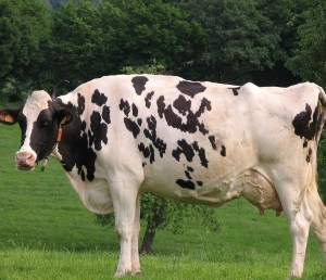 Holstein Friesian (HF), die in Deutschland am häufigsten eingesetzte Rasse, gilt als Synonym für leistungsstarke Milchkühe. (Foto: © Les Meloures at lb.wikipedia)