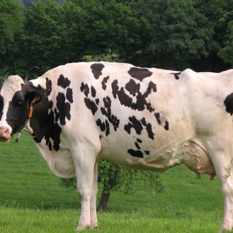 Holstein Friesian (HF), die in Deutschland am häufigsten eingesetzte Rasse, gilt als Synonym für leistungsstarke Milchkühe. (Foto: © Les Meloures at lb.wikipedia)