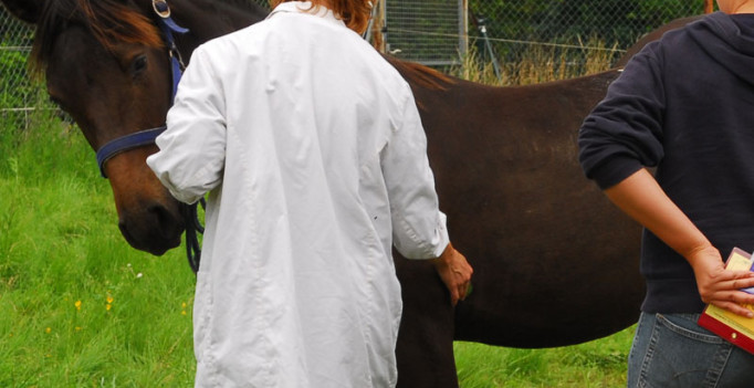 Schutzimpfungen sind für Pferde unangenehm – bei Tetanus könnte man Impfintervalle verlängern, sagt StIKo Vet. (Foto: © WiSiTiA/Henrik Hofmann)