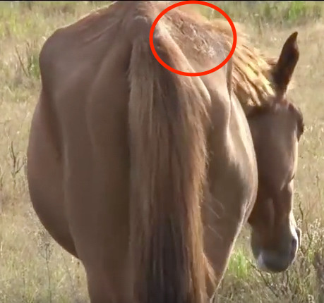 Stute auf sogenannter Blutfarm, der Rücken übersäht mit Prügelnarben. (screenshot: ©Video Tierschutzbund Zürich)