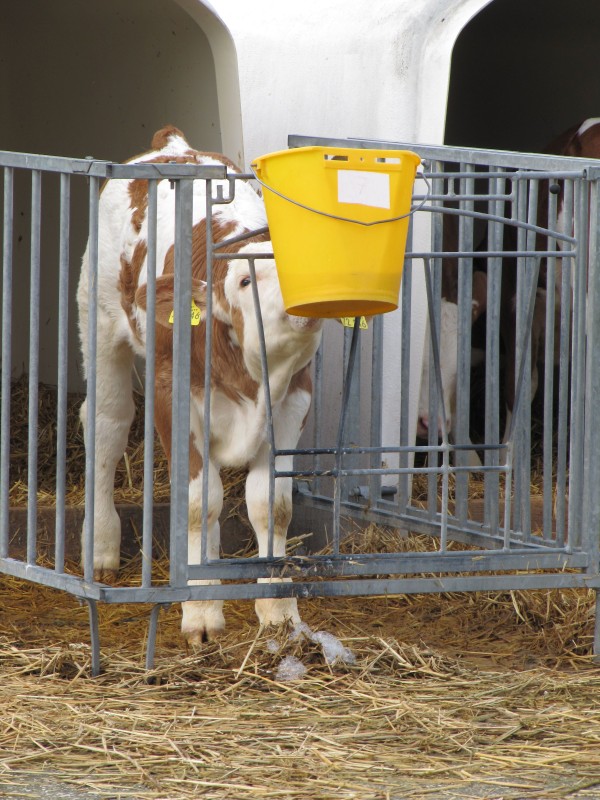 Ideale Tränkemenge für junge Kälber: drei Mal täglich zwei Liter. (Foto: © WISiTiA/aw)