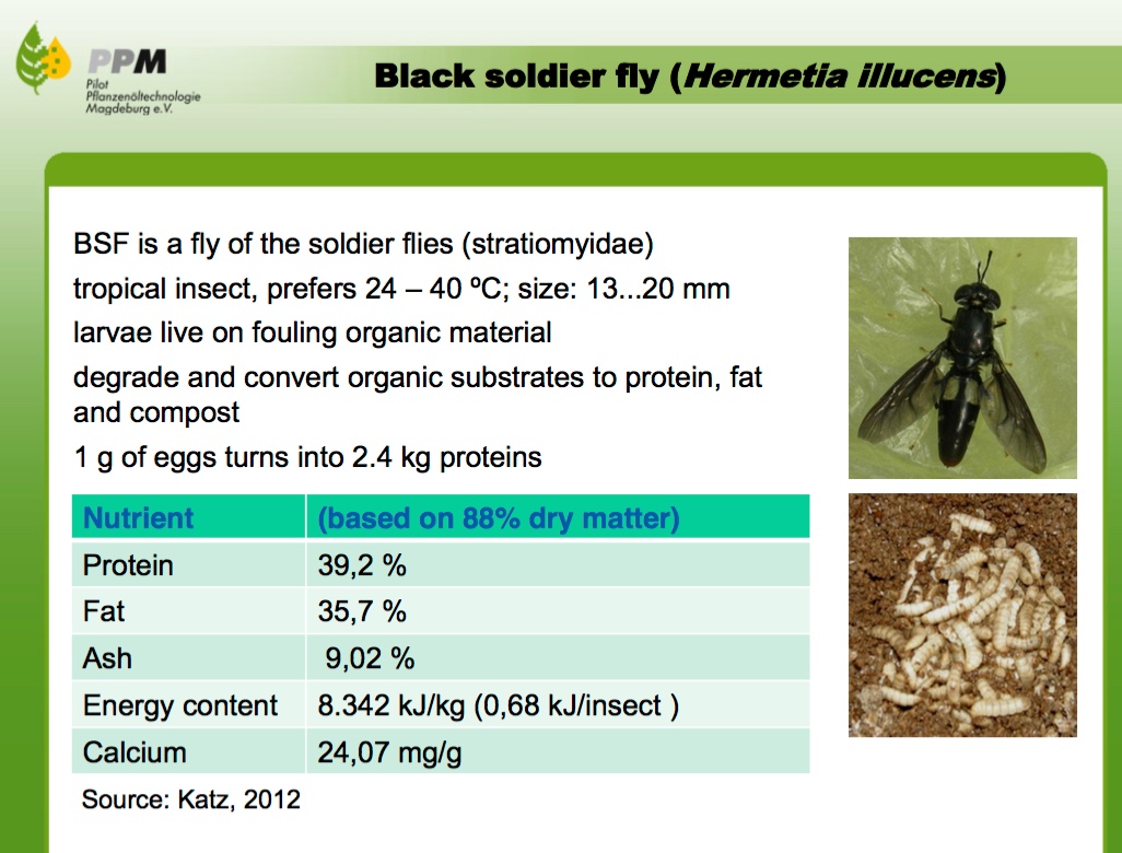 Idealer Proteinlieferant: Die Larven der Schwarzen Soldatenfliege". (Folie: © Vortrag BfR-Symposium Insekten)