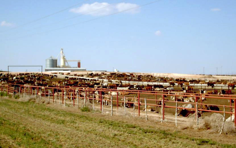 Feedlot – Rinderhaltung unter freiem Himmel in den USA.