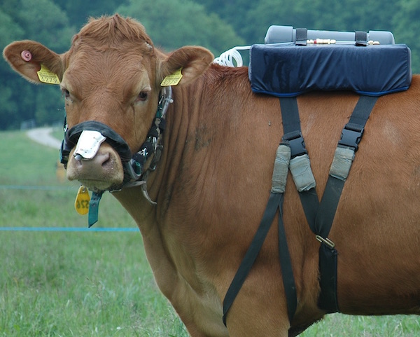 Wie schädlich sind Kuhrülpser? Forscher messen den Treibhausgasausstoß. (Foto: © agroscope.ch)