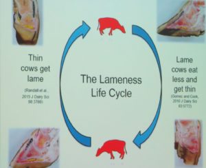 Lahmheitskreislauf: dünne Kühen lahmen eher, lahme Kühe fressen wengier
