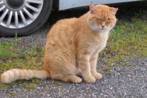alter Kater