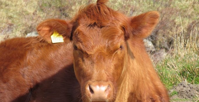 Tierseuchenfall lückenlose Rückverfolgung garantieren – die Schweiz kritisiert den Viehandel für falsche/fehlende Einträge.