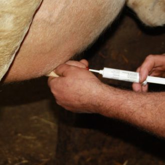 Euterinjektion: Die aktuellen Mengendaten lassen erkennen, dass ein Großteil der "kritischen Antibiotika" wohl bei Milchkühen eingesetzt wird.