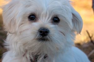 Malteser – ein Hund wie ein kleiner weißer Teddy