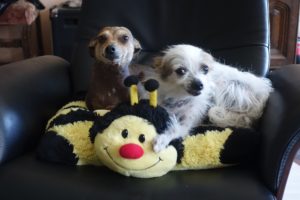 Beißvorfälle mit Familienhunden – häufig unterschätzt wird, dass sich kleine Hunde von Kindern bedrängt fühlen. (Foto: © WiSiTiA/hh)