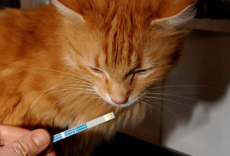Diabetes Katze Ohne Insulin