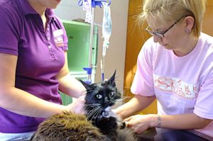 Tiermedizin bietet zu wenig Karriere-Chancen - für Männer