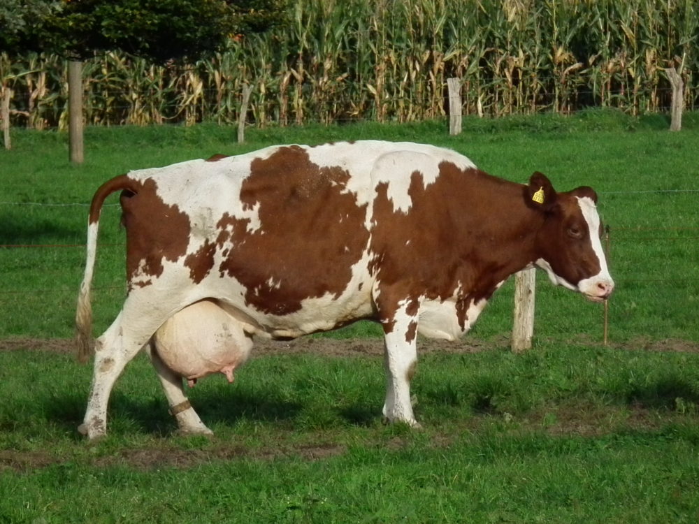 Verhaltensstörungen und Euterödeme sind Folgen, zu langer Melkpausen. (Foto: © 4028mdk09 / common license)