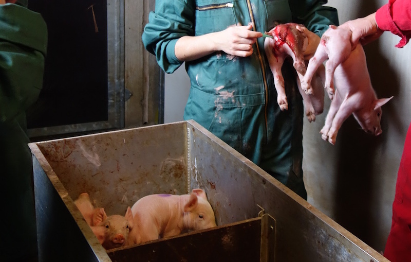 Nachbluten nach der Kastration - links Lokalanästhesie, rechts Isolfuran-Narkose (Foto: © WiSiTiA/jh)