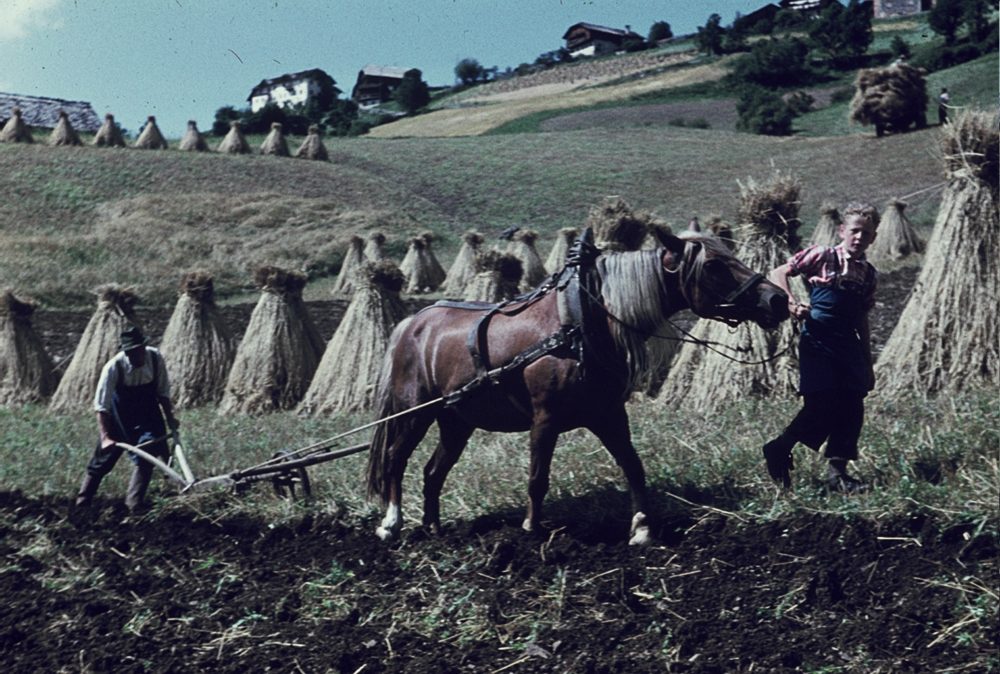 Arbeitstiere sind weitestgehend abgeschafft – Dank Technik, nicht dank Teirrechtsbewegungen ala "PRO ARBEITSTIER". (Pferd in steilem Gelände um 1960 – Foto: © Wikipedia/common licence)