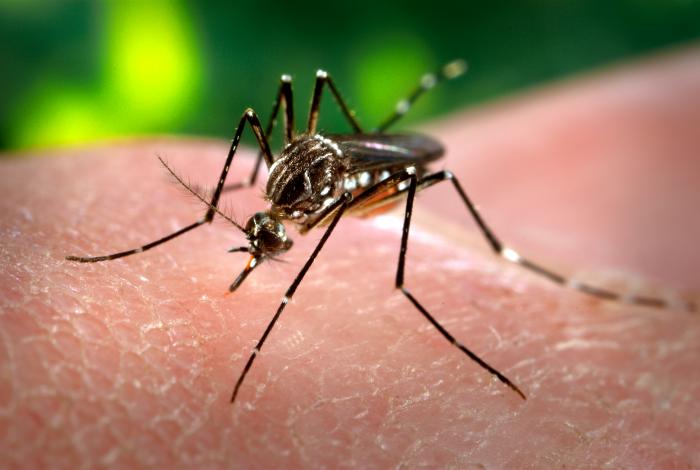 Bisher der Hauptüberträger: Mücke der Art Aedes aegypti – kommt bisher in Deutschland sehr selten vor. (Foto: © CDC/Gathany)