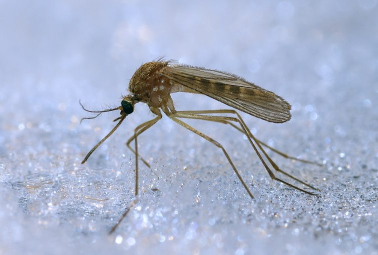 Typische "deutsche" Mücken: Culex pipiens – sie kann das Zika-Virus nicht übertragen (Foto: © Funk / Mückenatlas)